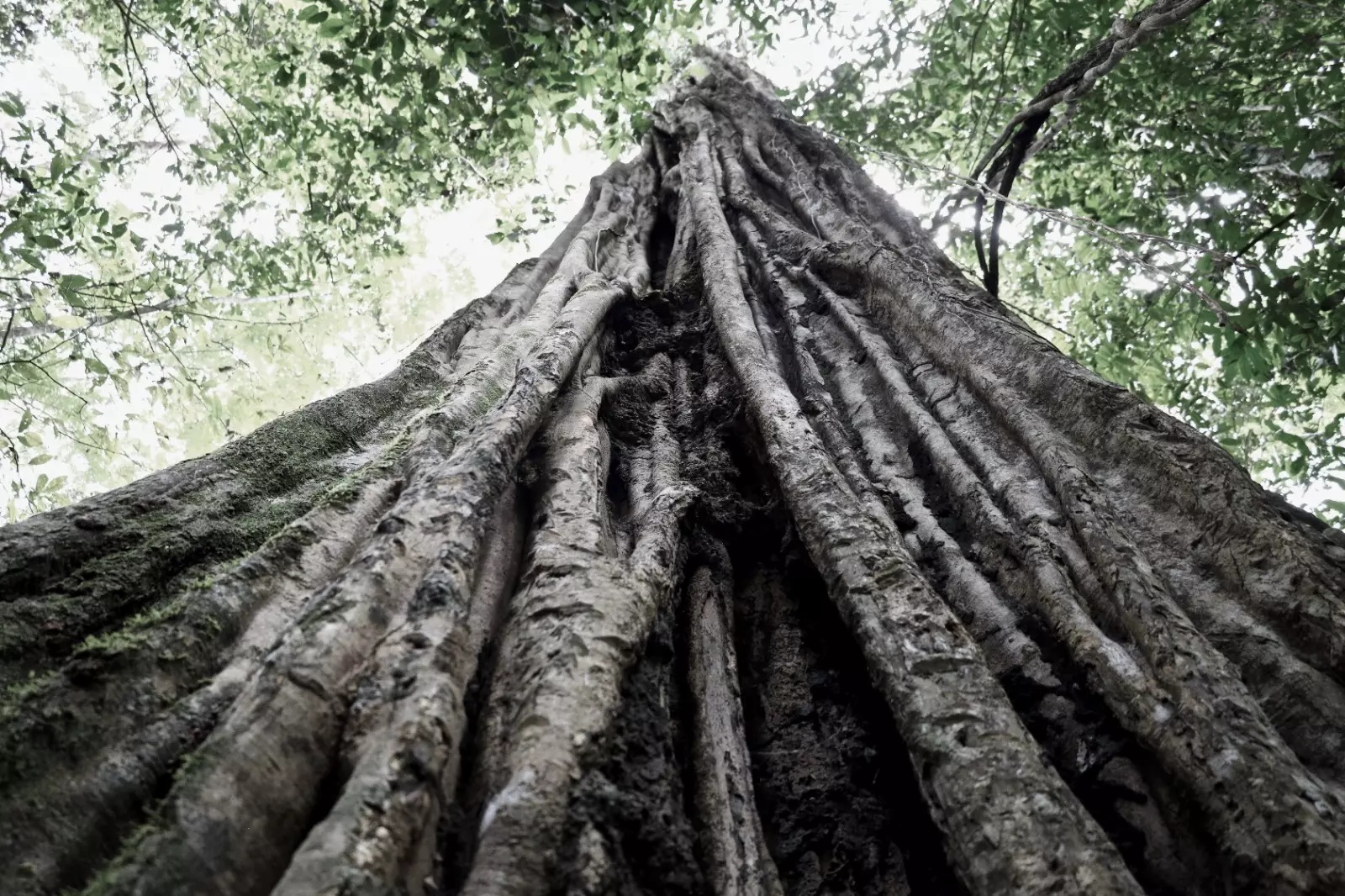 Aprender a sentir la naturaleza